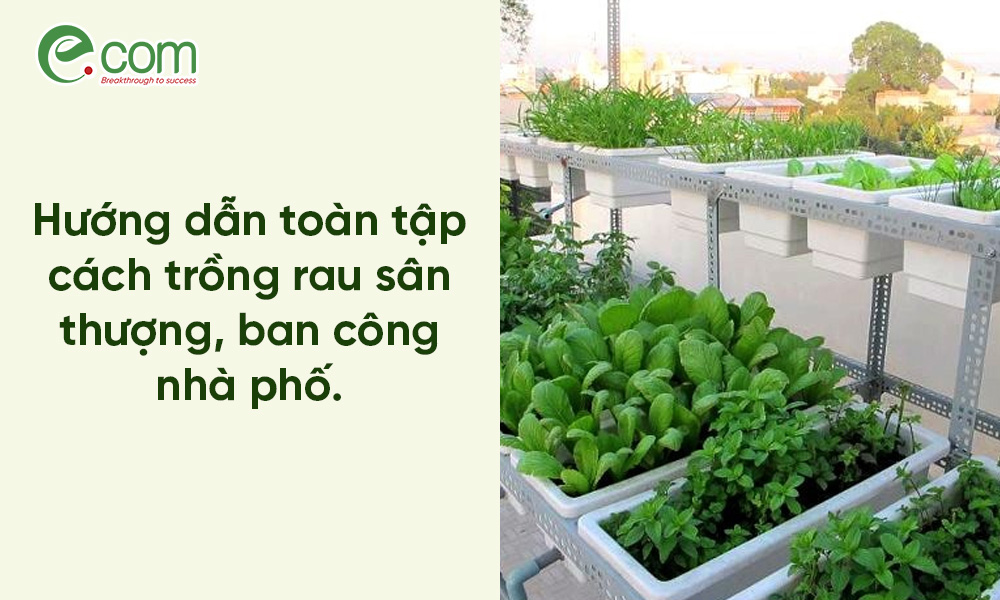 Trồng Rau Sạch