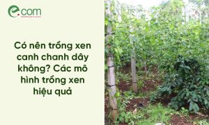 Trồng Xen Canh Chanh Dây