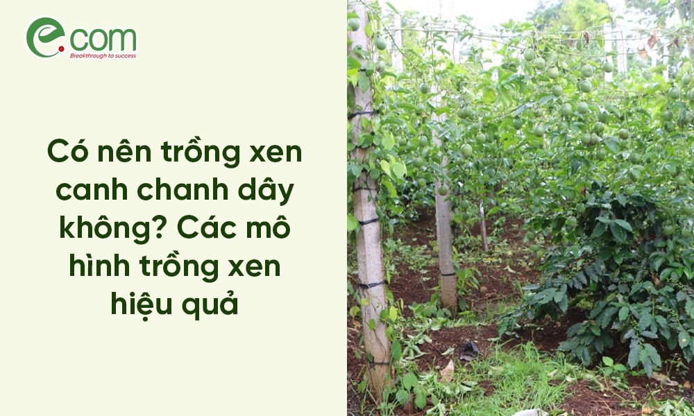 Trồng Xen Canh Chanh Dây