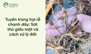 Tuyến trùng hại rễ chanh dây