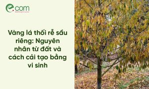 Vàng lá thối rễ sầu riêng