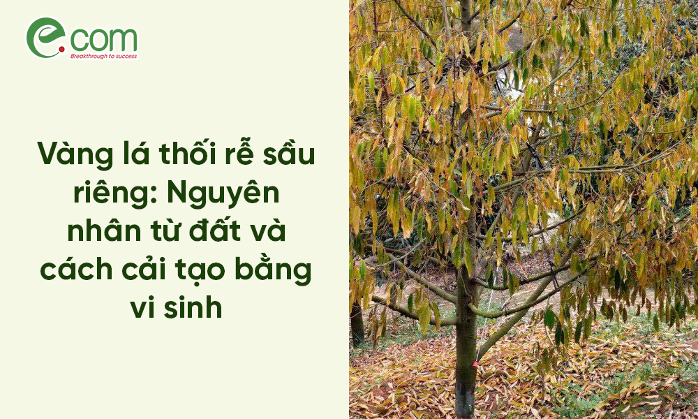 Vàng lá thối rễ sầu riêng
