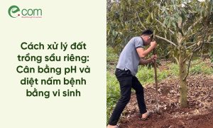 Xử Lý Đất Trồng Sầu Riêng