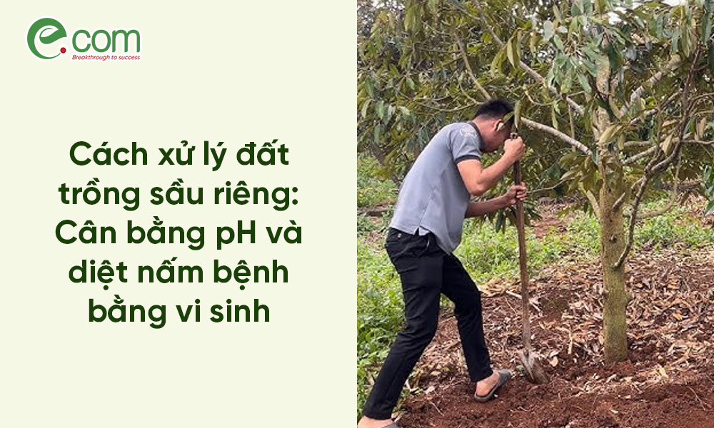Xử Lý Đất Trồng Sầu Riêng