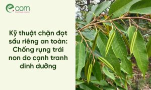 chặn đọt sầu riêng