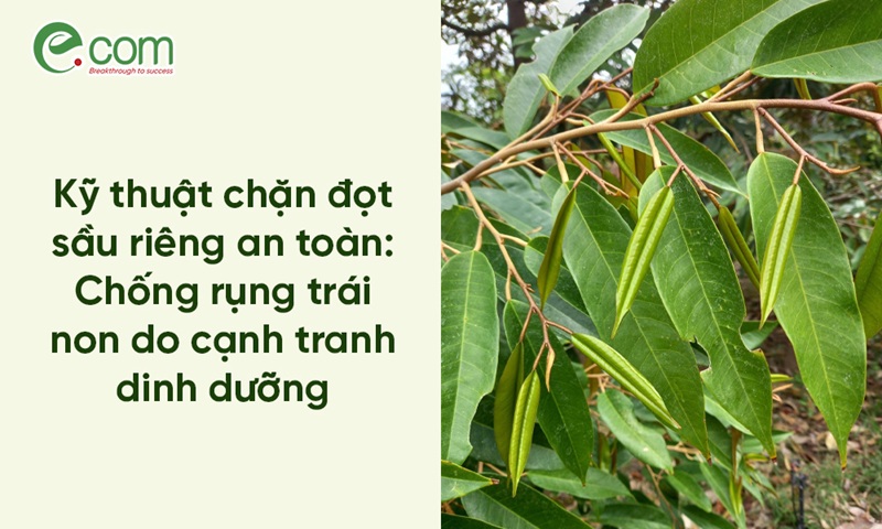 chặn đọt sầu riêng
