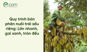 nuôi trái sầu riêng