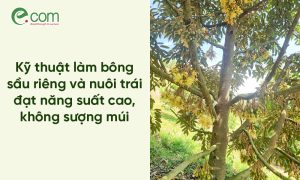 nuôi trái sầu riêng