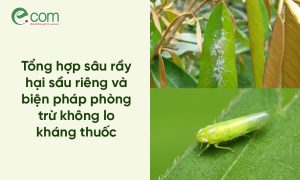 sâu hại sầu riêng