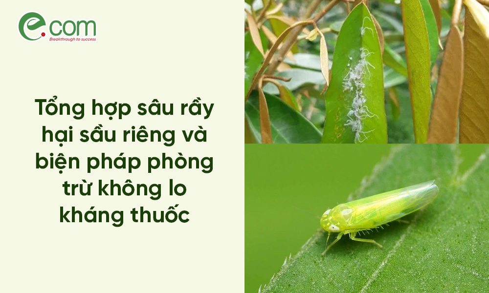 sâu hại sầu riêng