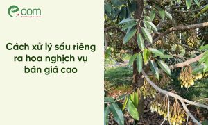 sầu riêng ra hoa nghịch vụ