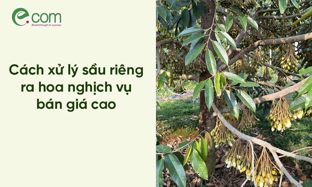 sầu riêng ra hoa nghịch vụ