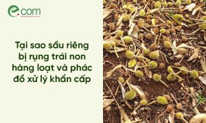 Sầu riêng bị rụng trái non