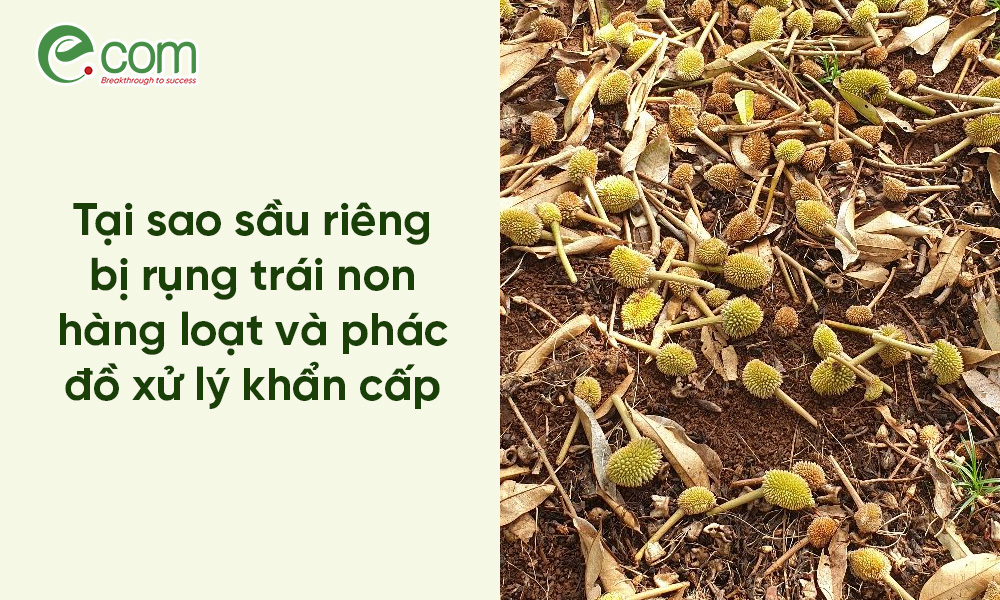 Sầu riêng bị rụng trái non