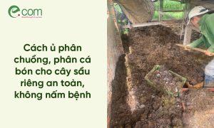 ủ phân hữu cơ sầu riêng