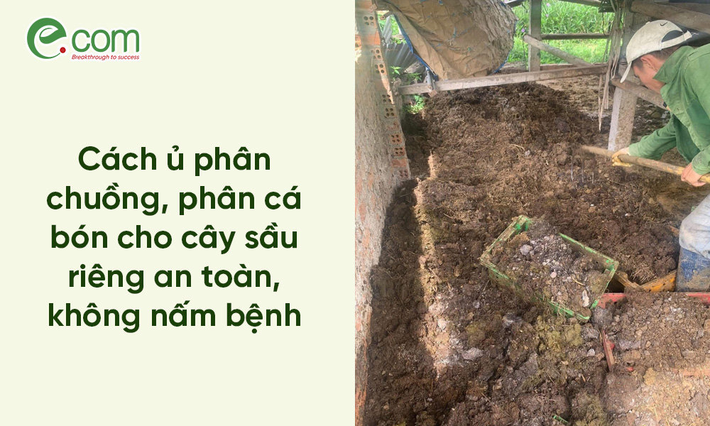 ủ phân hữu cơ sầu riêng