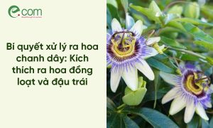 xử lý ra hoa chanh dây