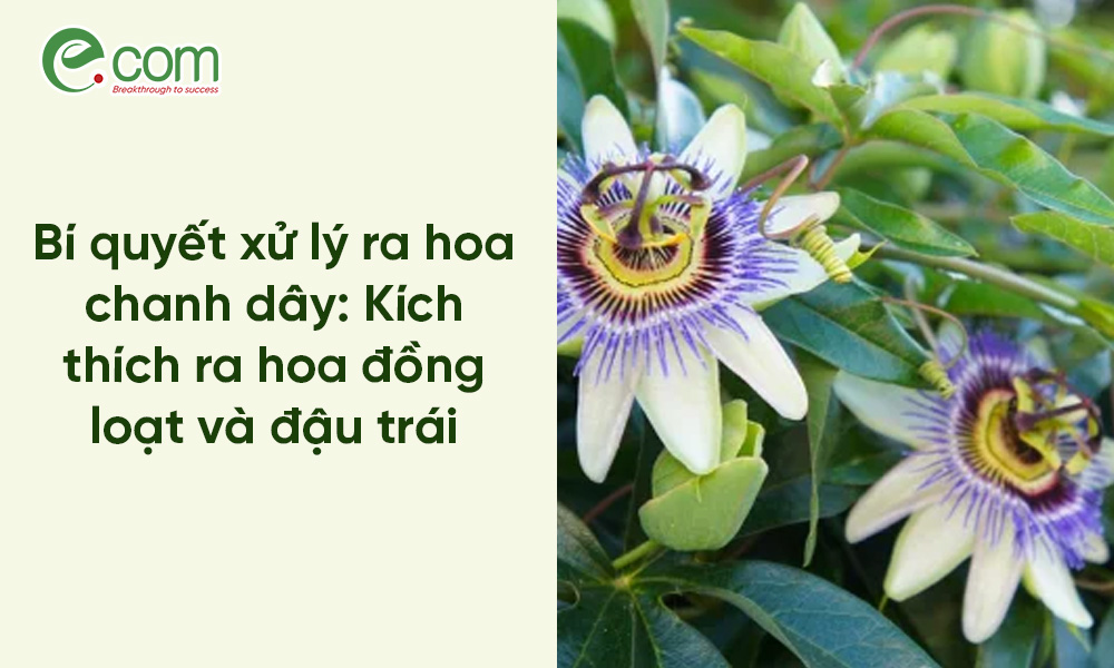 xử lý ra hoa chanh dây