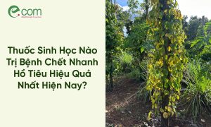 Bệnh Chết Nhanh Hồ Tiêu