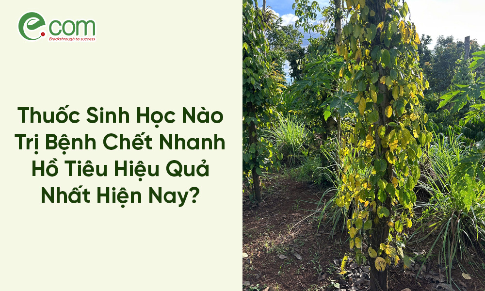 Bệnh Chết Nhanh Hồ Tiêu
