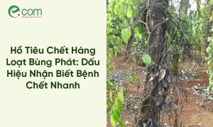 Bệnh Hồ Tiêu chết nhanh