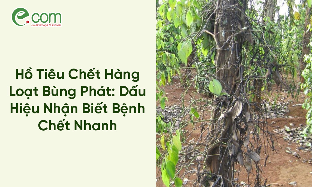 Bệnh Hồ Tiêu chết nhanh