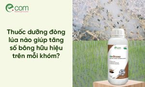 Cách Diệt Tận Gốc Lúa Ma