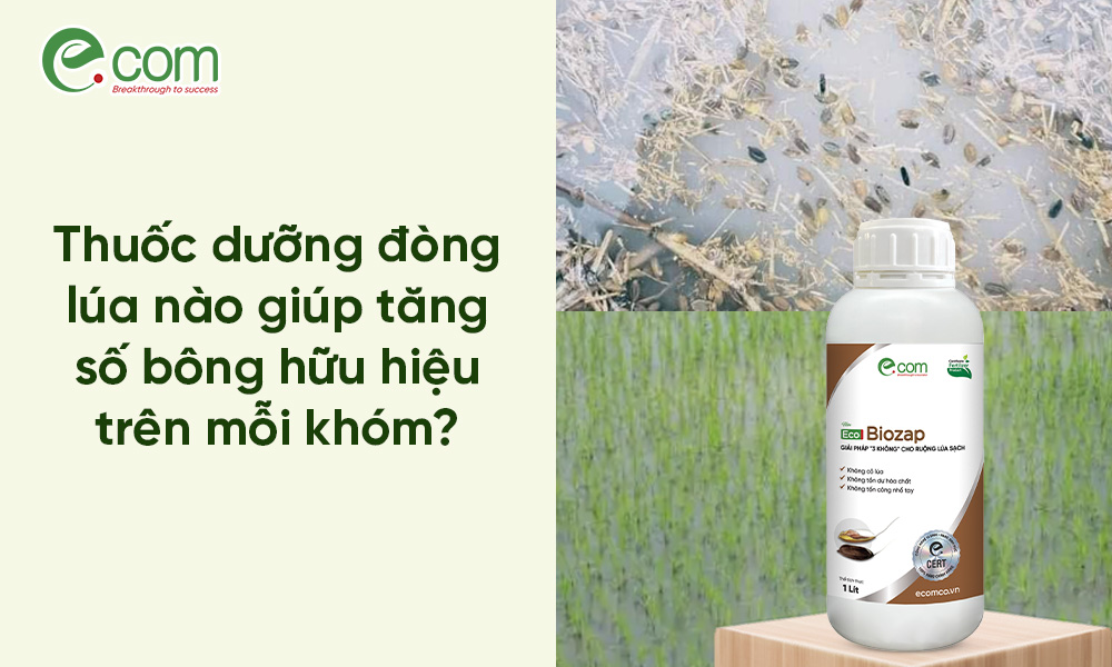 Cách Diệt Tận Gốc Lúa Ma