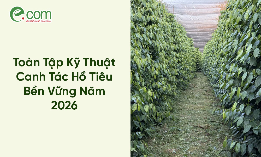 Canh Tác Hồ Tiêu 2026
