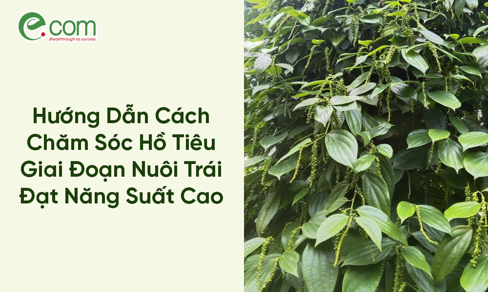 Chăm Sóc Hồ Tiêu