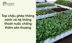Chậu Trồng Rau Thông Minh