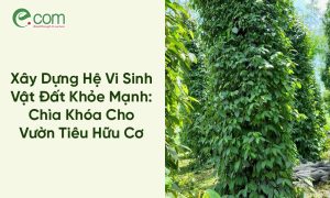 Hồ Tiêu Hữu Cơ
