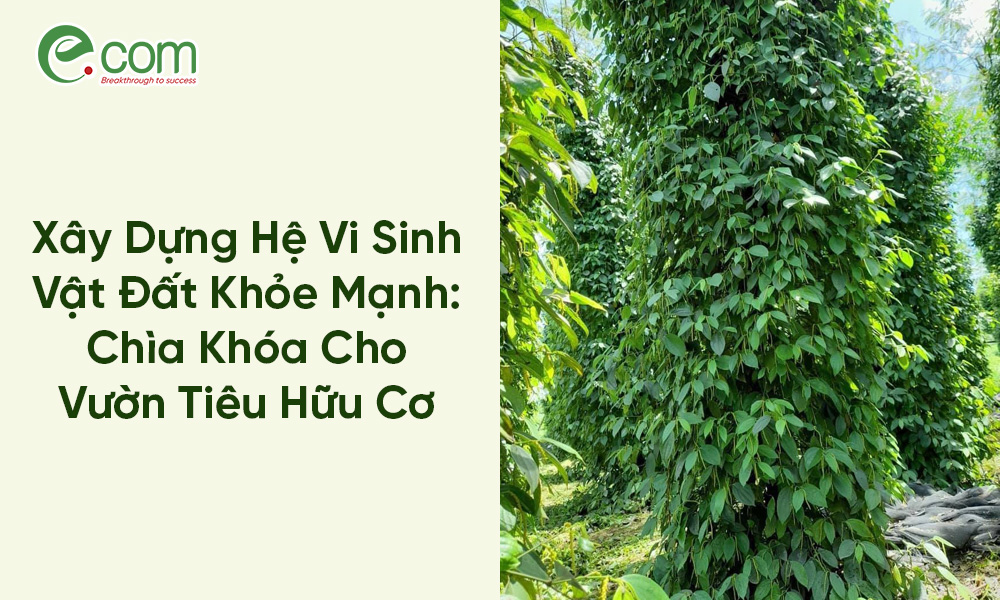 Hồ Tiêu Hữu Cơ