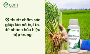 Kích Thích Nở Bụi To