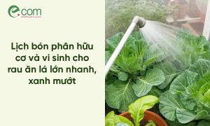 Lịch Bón Phân Hữu Cơ