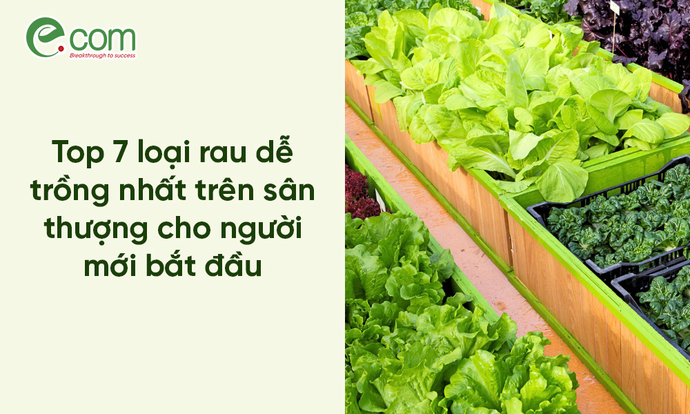 Loại Rau Dễ Trồng