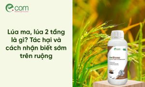 Lúa 2 tầng, lúa ma,