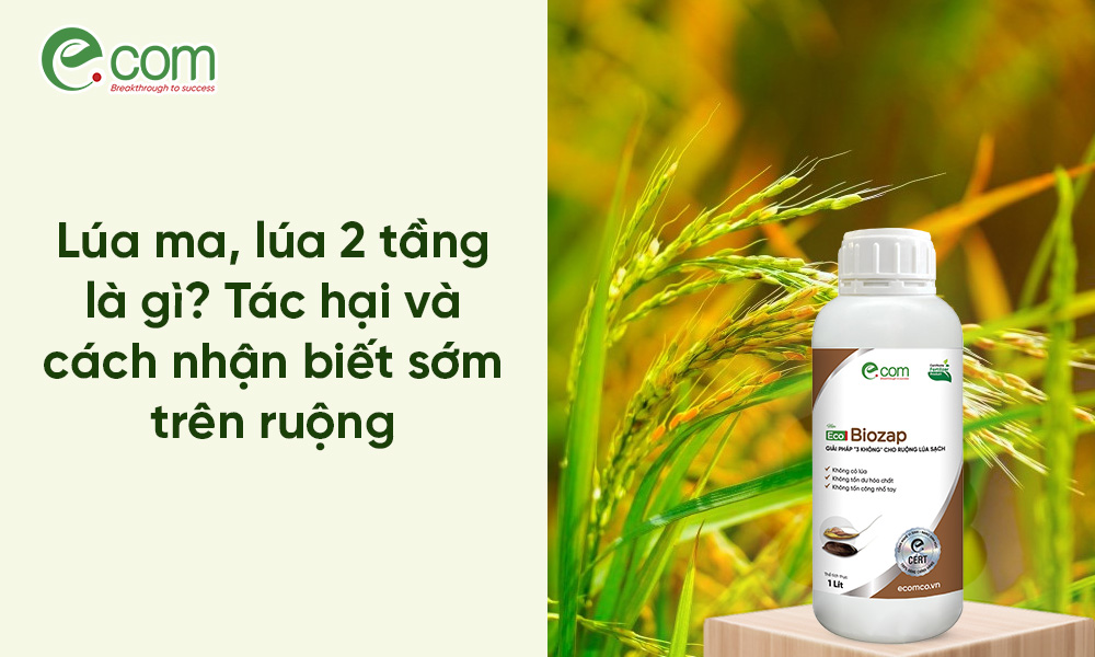 Lúa 2 tầng, lúa ma,