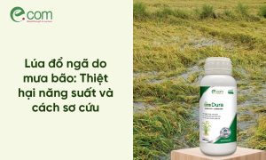 Lúa Bị Đổ Ngã