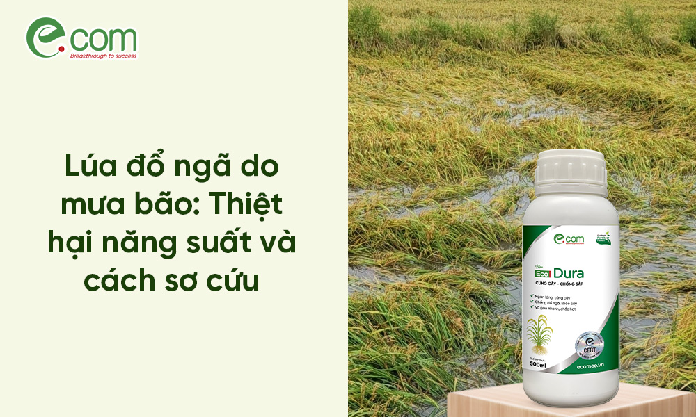 Lúa Bị Đổ Ngã