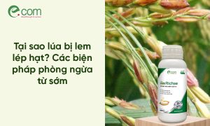 Lúa Bị Lem Lép Hạt