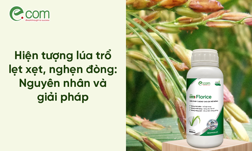 Lúa bị nghẹn đòng