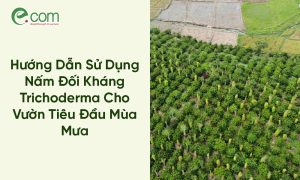 Nấm Đối Kháng Trichoderma