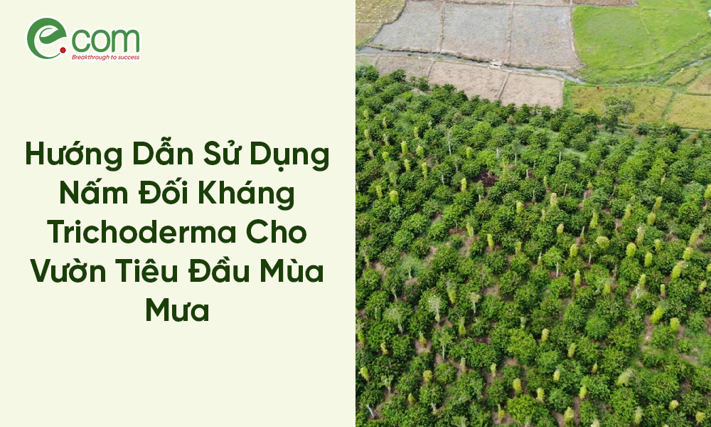 Nấm Đối Kháng Trichoderma