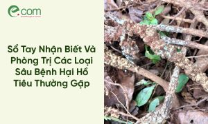 Phòng Trị Sâu Bệnh Hại Hồ Tiêu