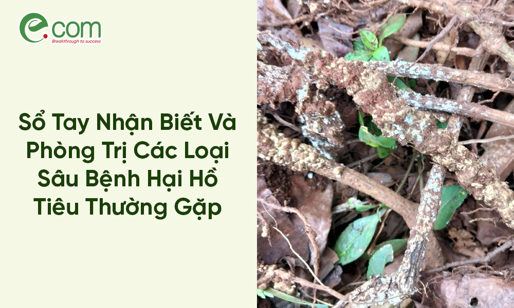 Phòng Trị Sâu Bệnh Hại Hồ Tiêu