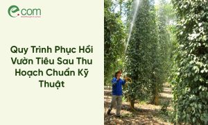 Phục Hồi Vườn Tiêu