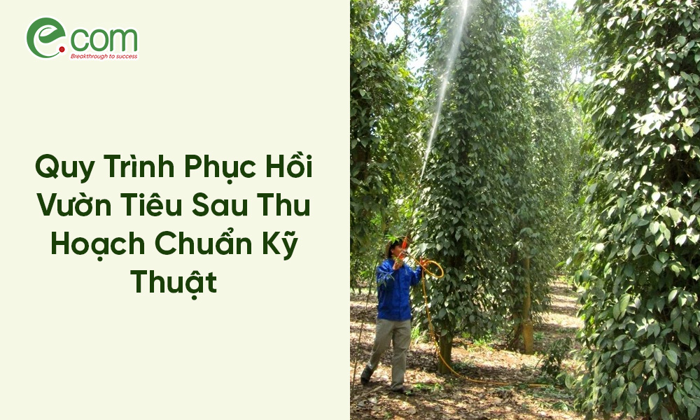 Phục Hồi Vườn Tiêu