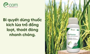 Thuốc Chống Đổ Ngã Lúa