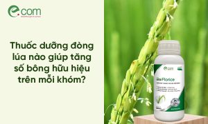 Thuốc Dưỡng Đòng Lúa